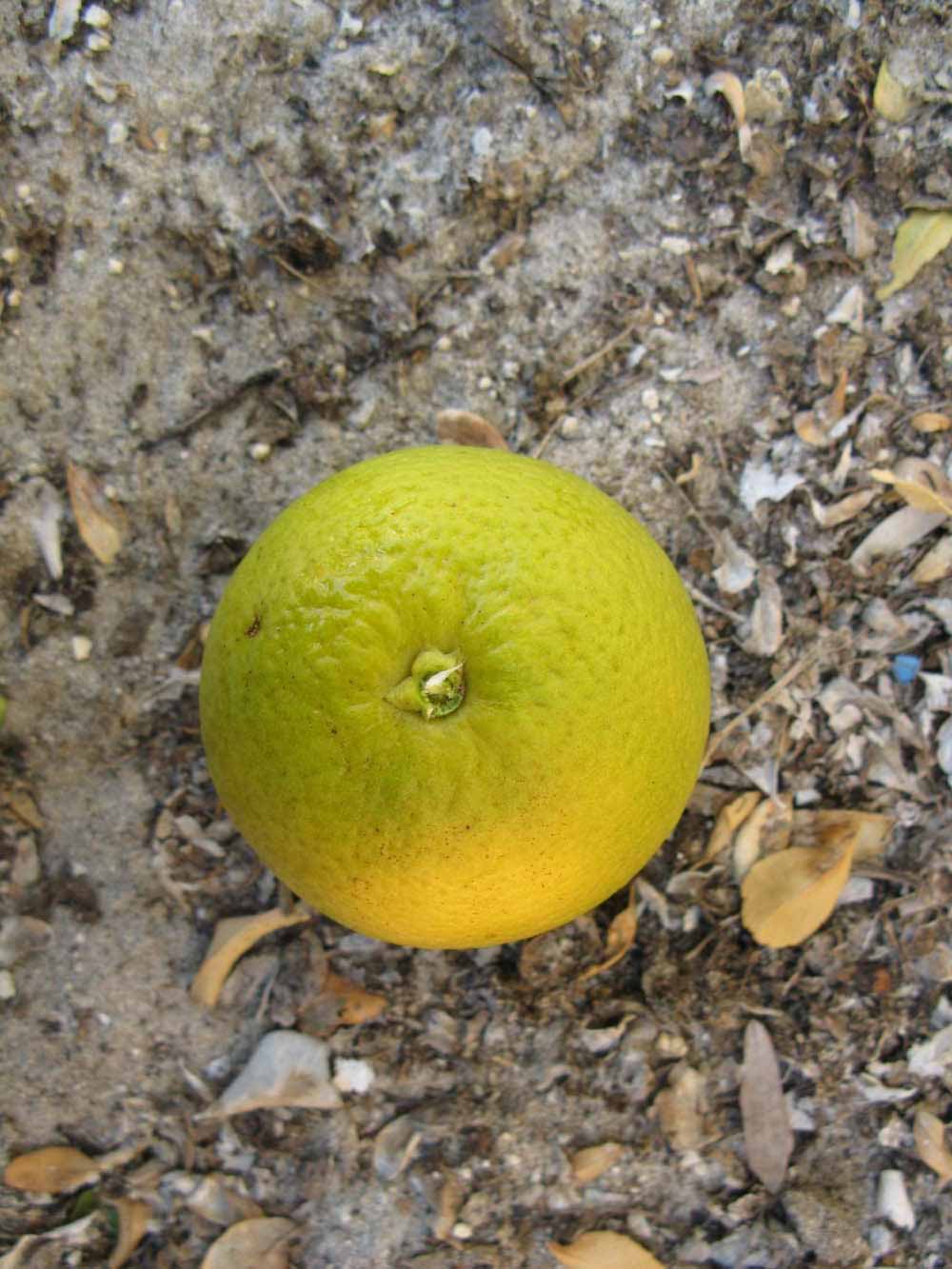            Fruit (Winter Haven, FL)   